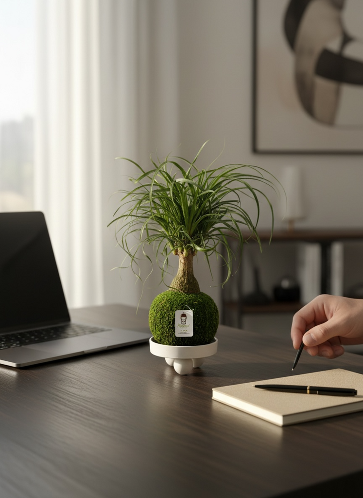 Kazumi Garden Ponytail Palm Kokedama